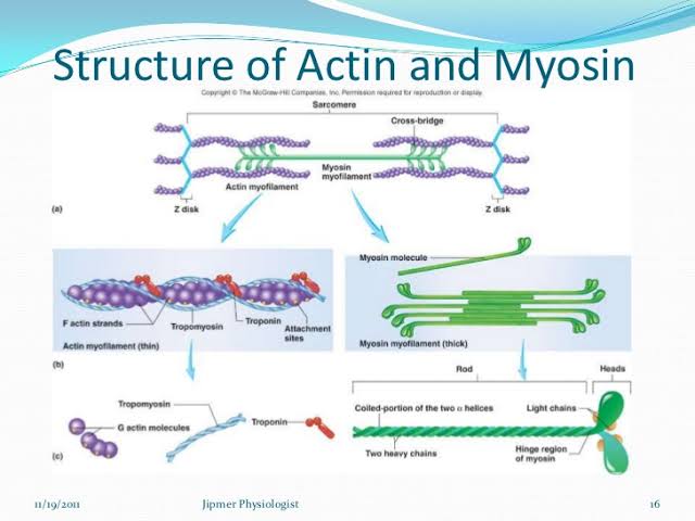 3 Structure Of Myofiber SIVANANDA COLLEGE OF PHARMACY