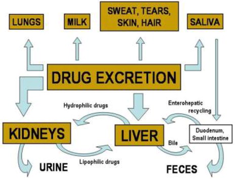 4. Excretion of drugs – SIVANANDA COLLEGE OF PHARMACY