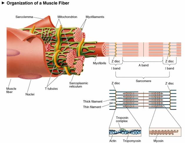 3. Structure of myofiber – SIVANANDA COLLEGE OF PHARMACY